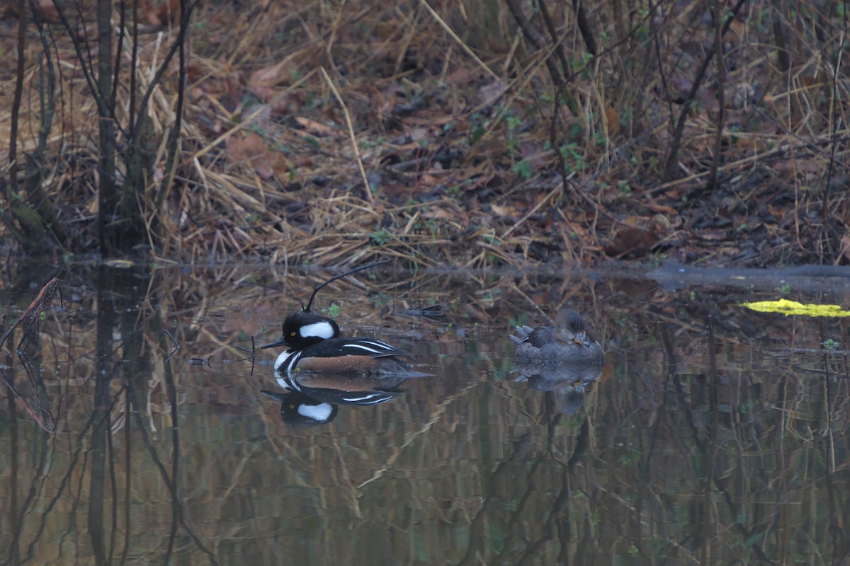 Hooded Merganser - ML474211521