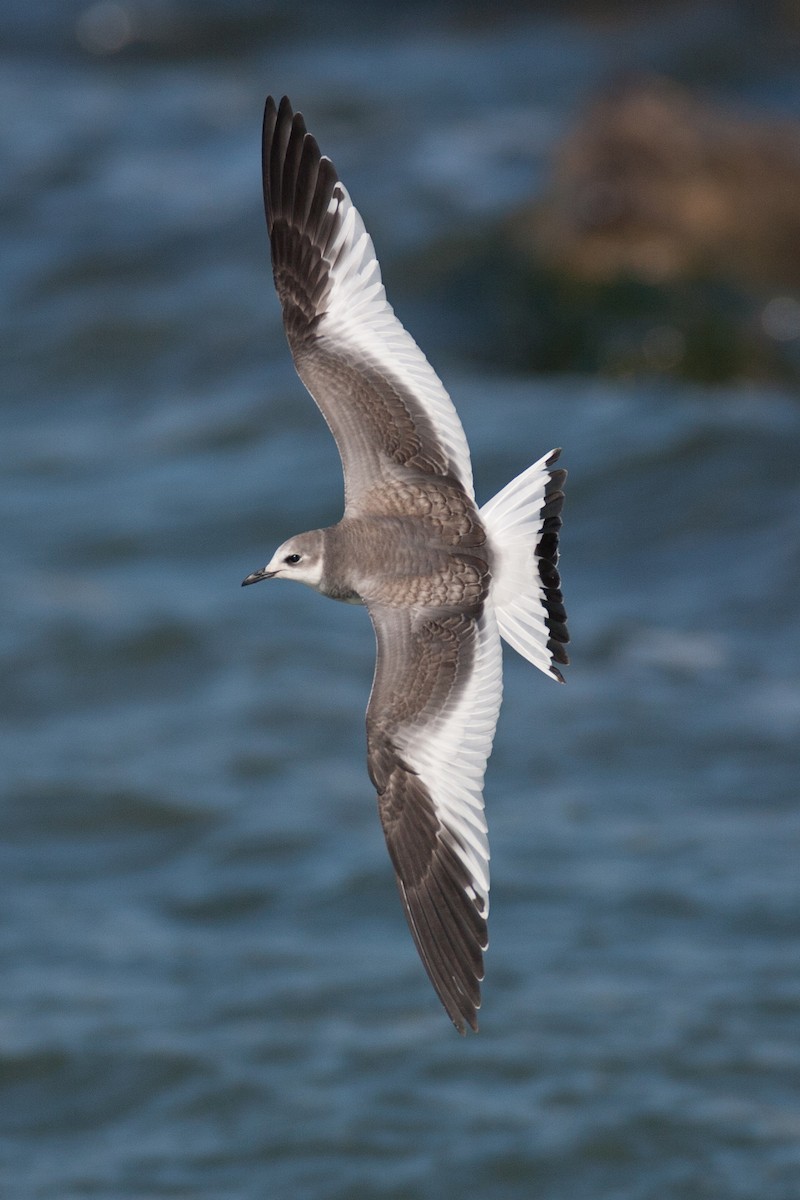 Mouette de Sabine - ML47421331