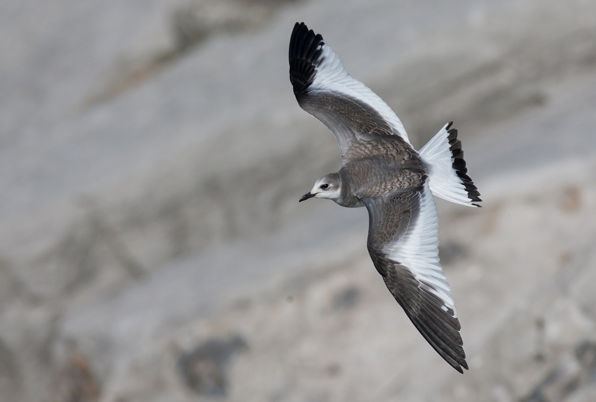 Sabine's Gull - Brandon Holden