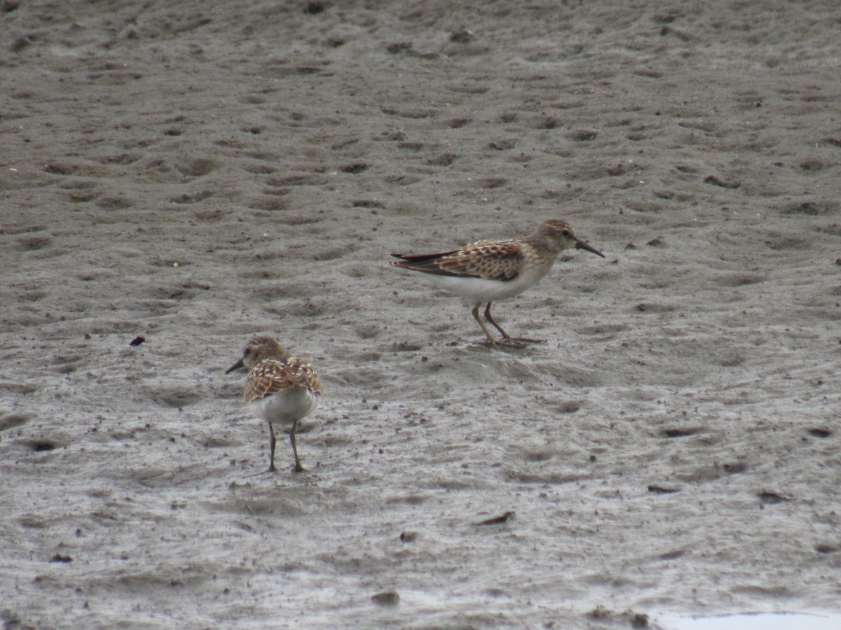 pygmésnipe - ML474213501