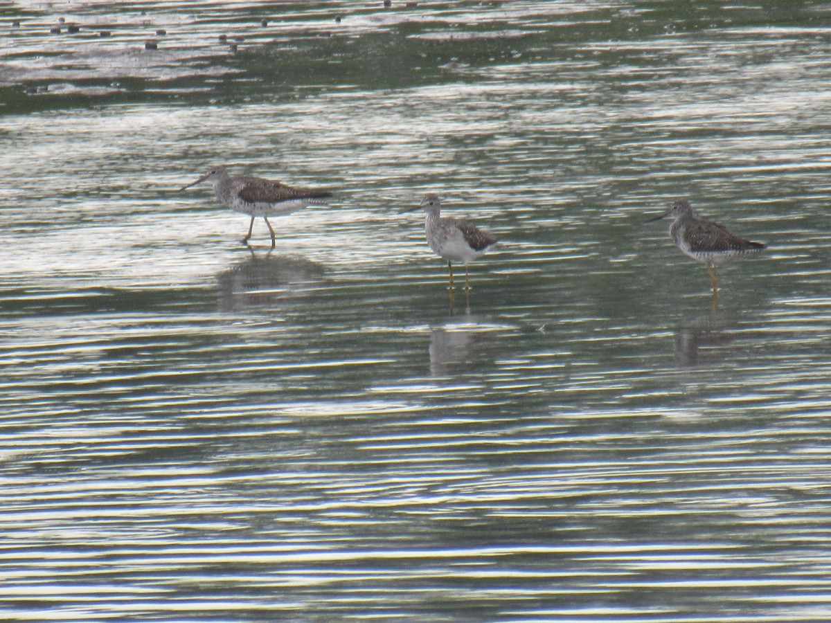 Greater Yellowlegs - John Coyle