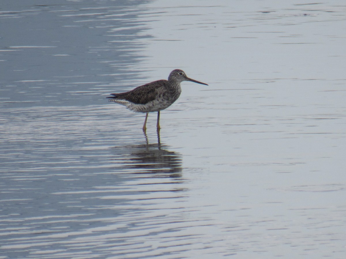 Greater Yellowlegs - John Coyle