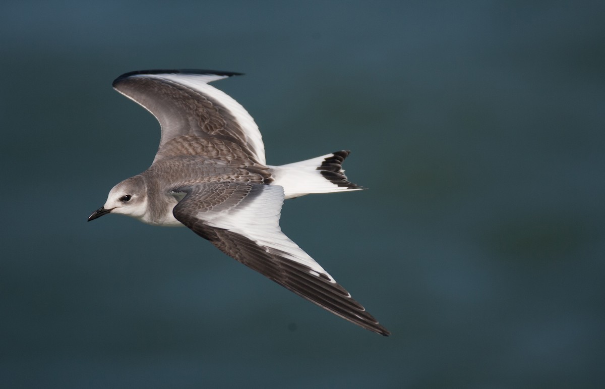 Sabine's Gull - Brandon Holden