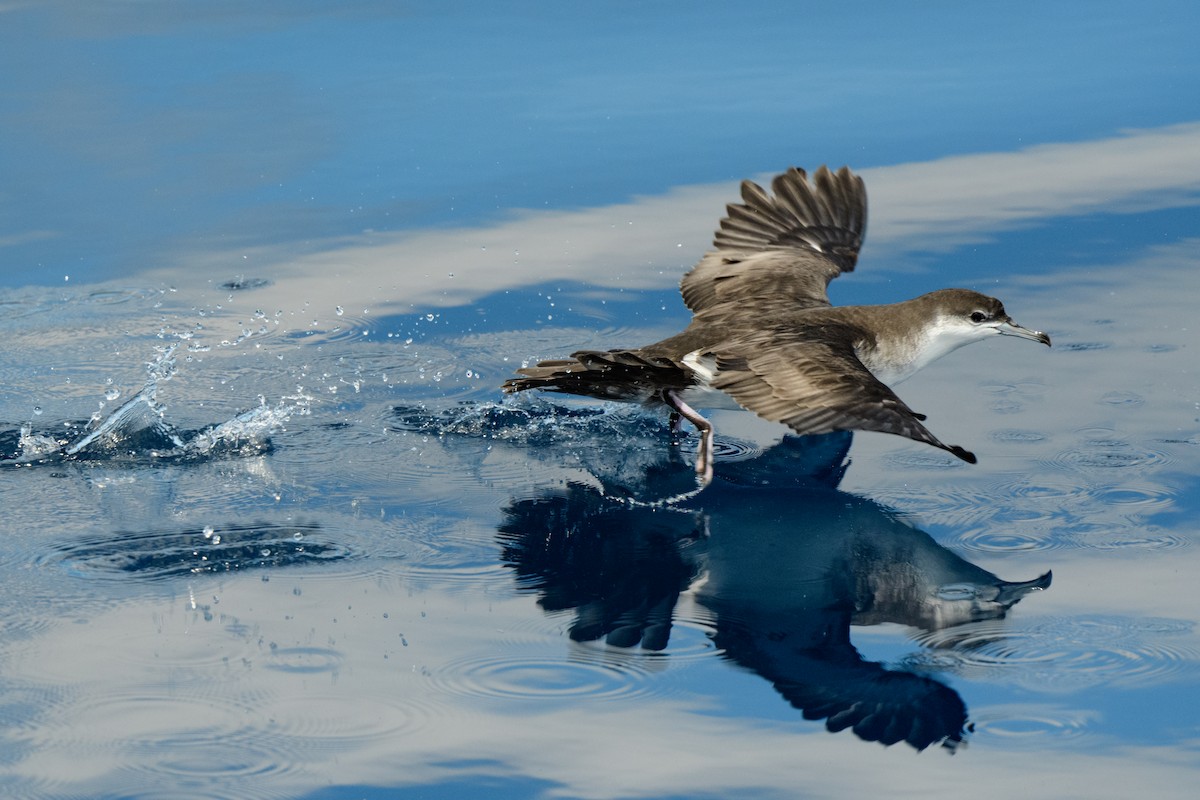 Audubon's Shearwater - John Kuenzli