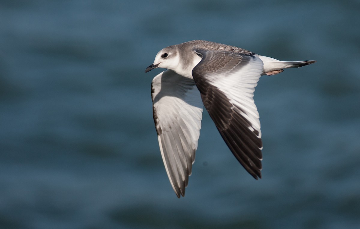 Mouette de Sabine - ML47421421