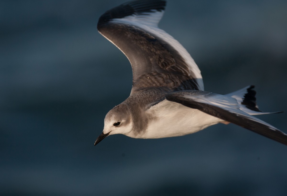 Gaviota de Sabine - ML47421441