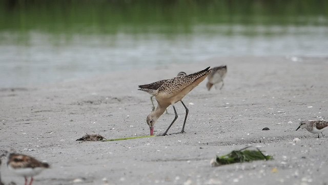 Marbled Godwit - ML474214601