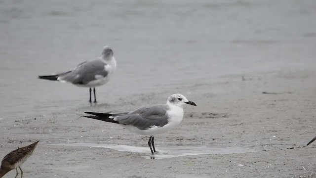 Laughing Gull - ML474215111