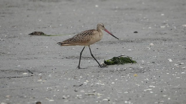 Marbled Godwit - ML474216041