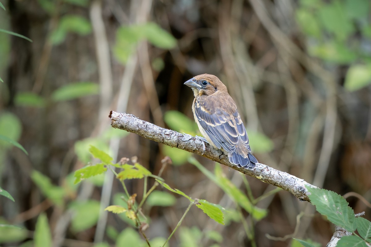 Blue Grosbeak - Frédérick Lelièvre
