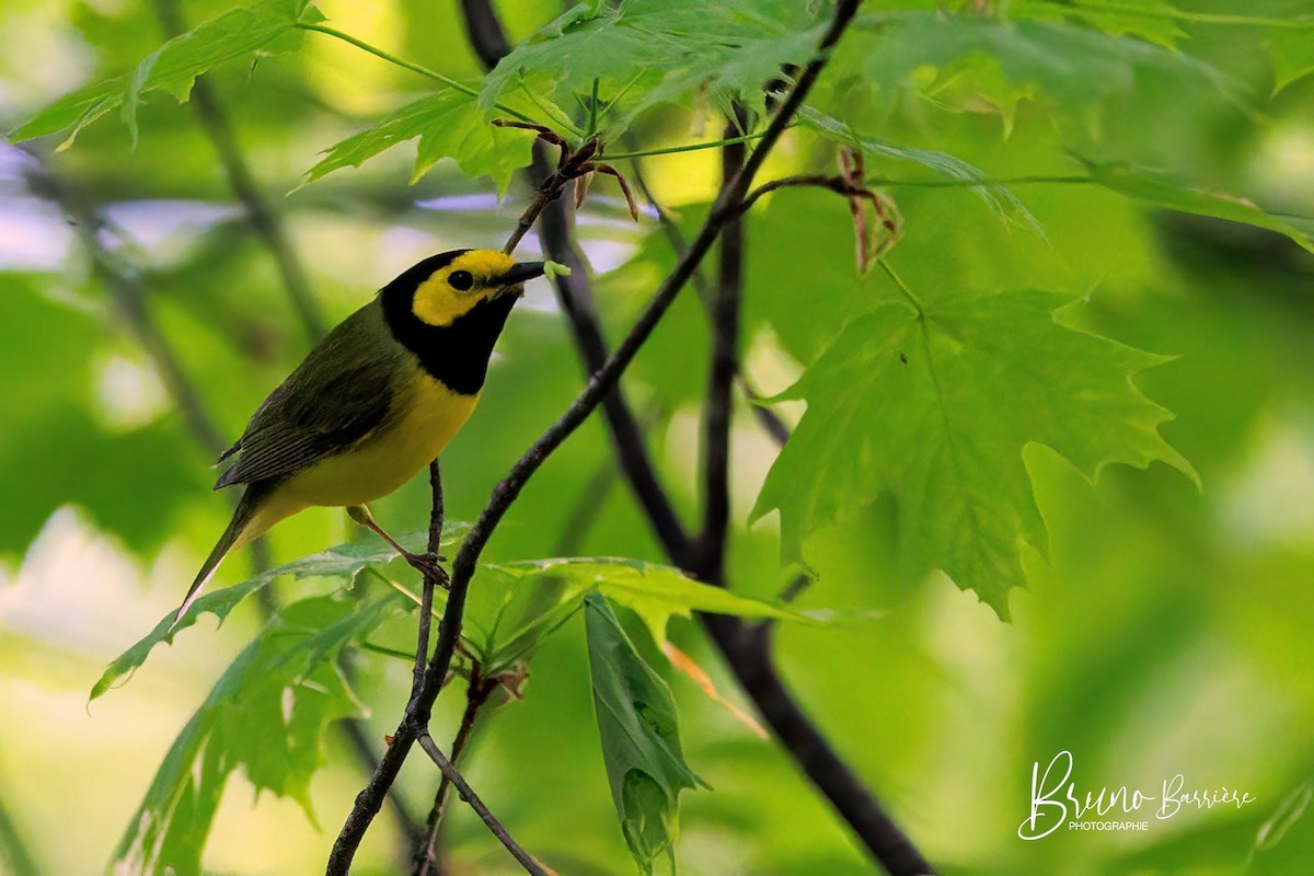 Hooded Warbler - Bruno Barriere