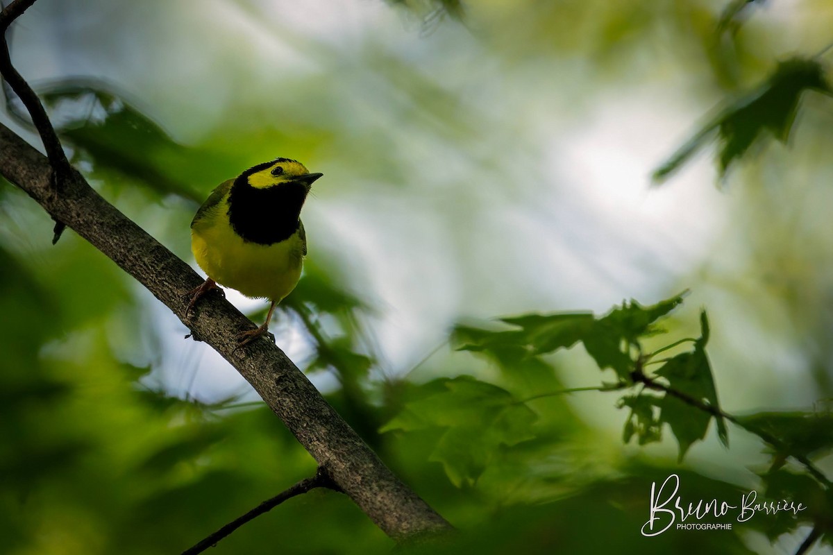 Hooded Warbler - ML474219221