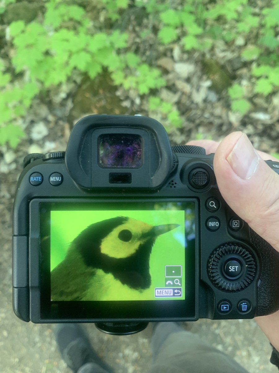 Hooded Warbler - ML474219231