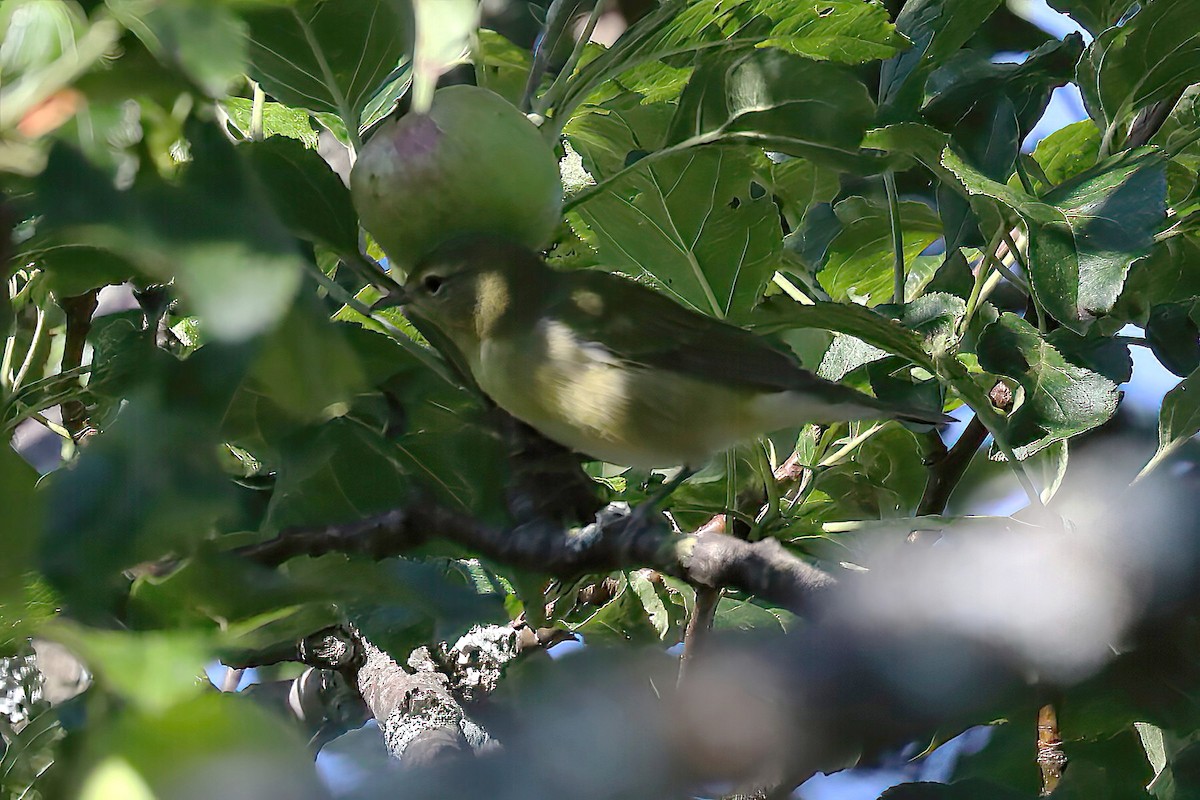 Tennessee Warbler - ML474222111