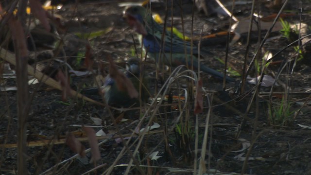 Pale-headed Rosella - ML474223