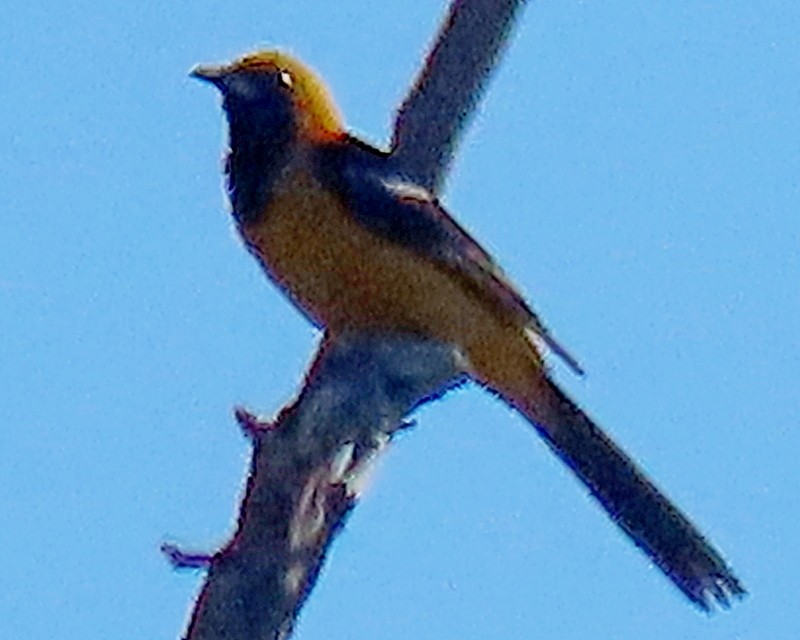 Oriole masqué - ML474223101