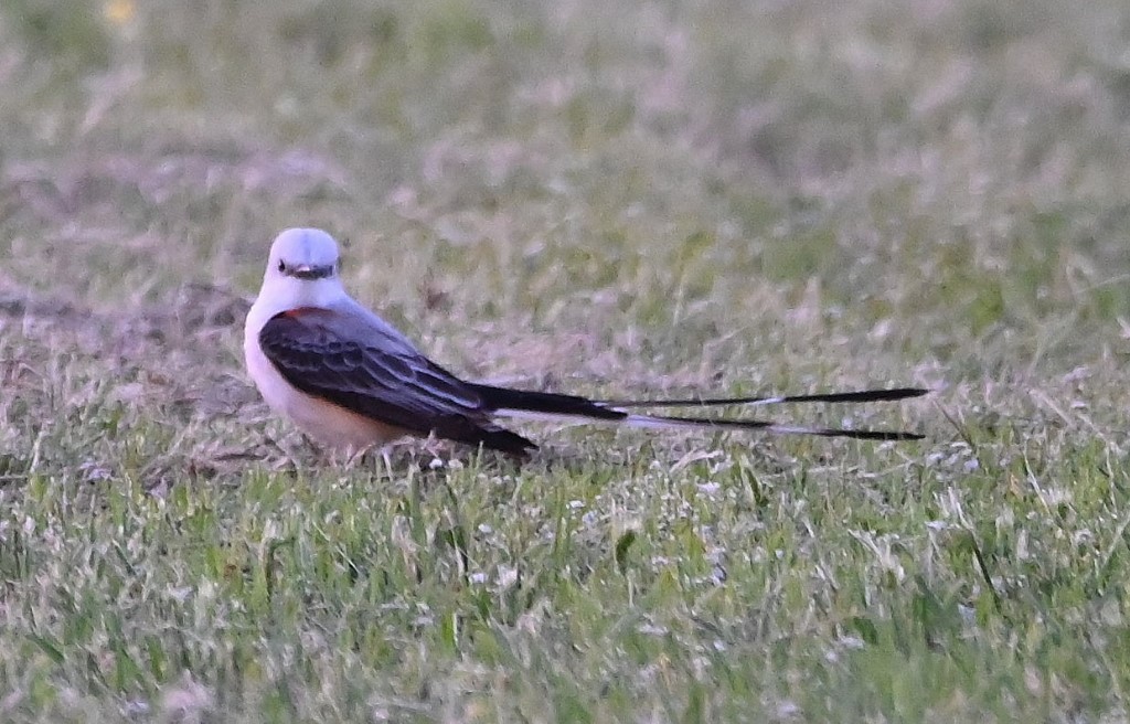 Scissor-tailed Flycatcher - ML474224751