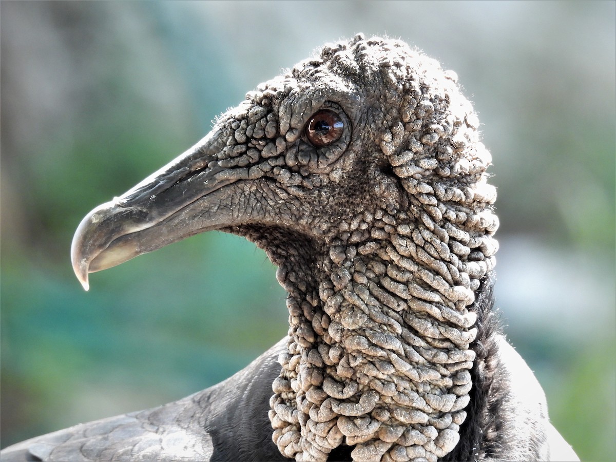 Black Vulture - Eliezer Nieves-Rodriguez