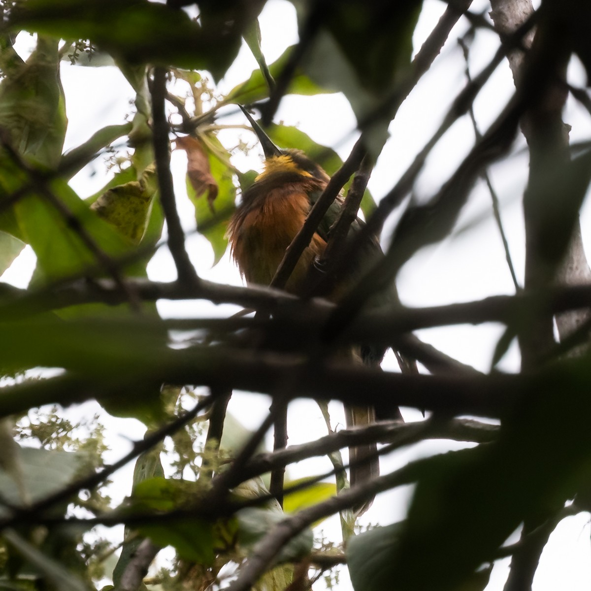 Cinnamon-chested Bee-eater - ML474227921