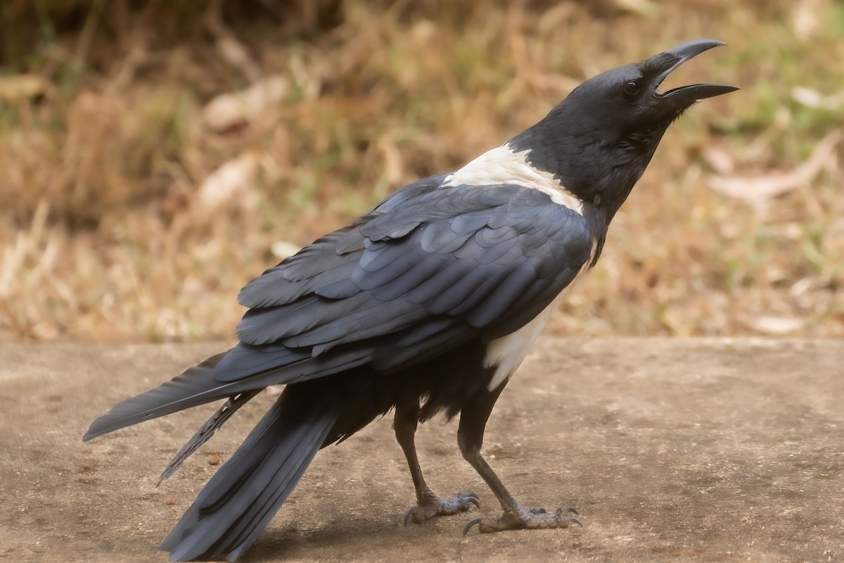 Pied Crow - ML474228011