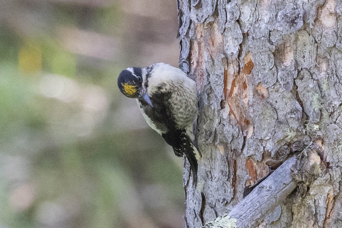 American Three-toed Woodpecker - ML474228481