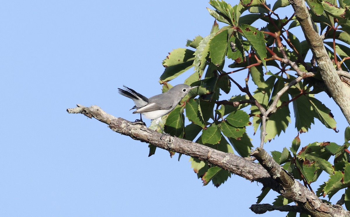 Blue-gray Gnatcatcher - ML474228491