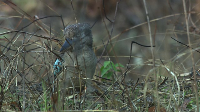 Martin-chasseur à ailes bleues - ML474229