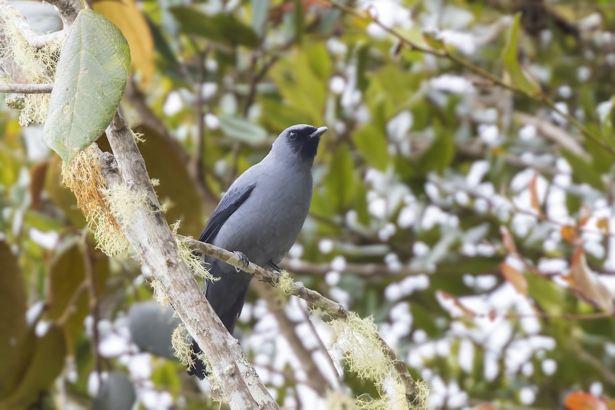 Black-bellied Cicadabird - Bradley Hacker 🦜