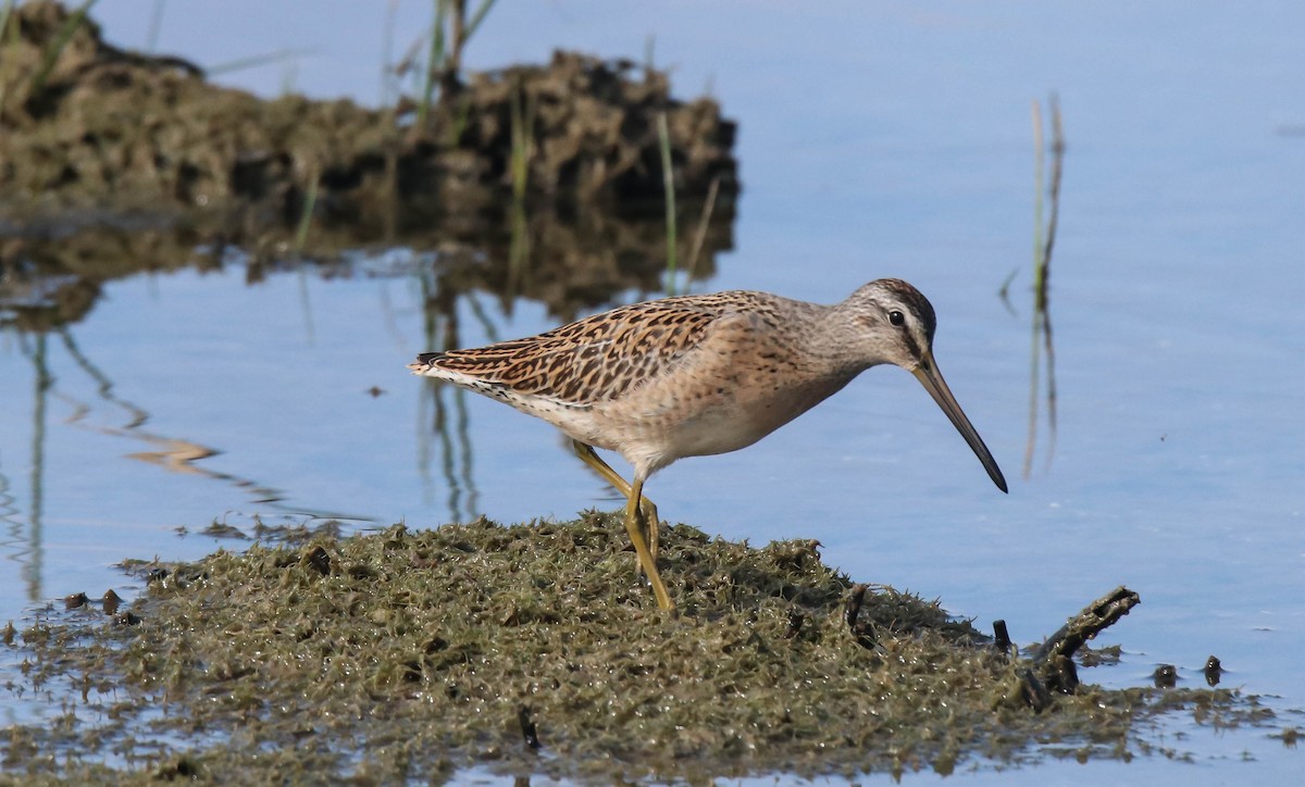Short-billed Dowitcher - Walter Parker