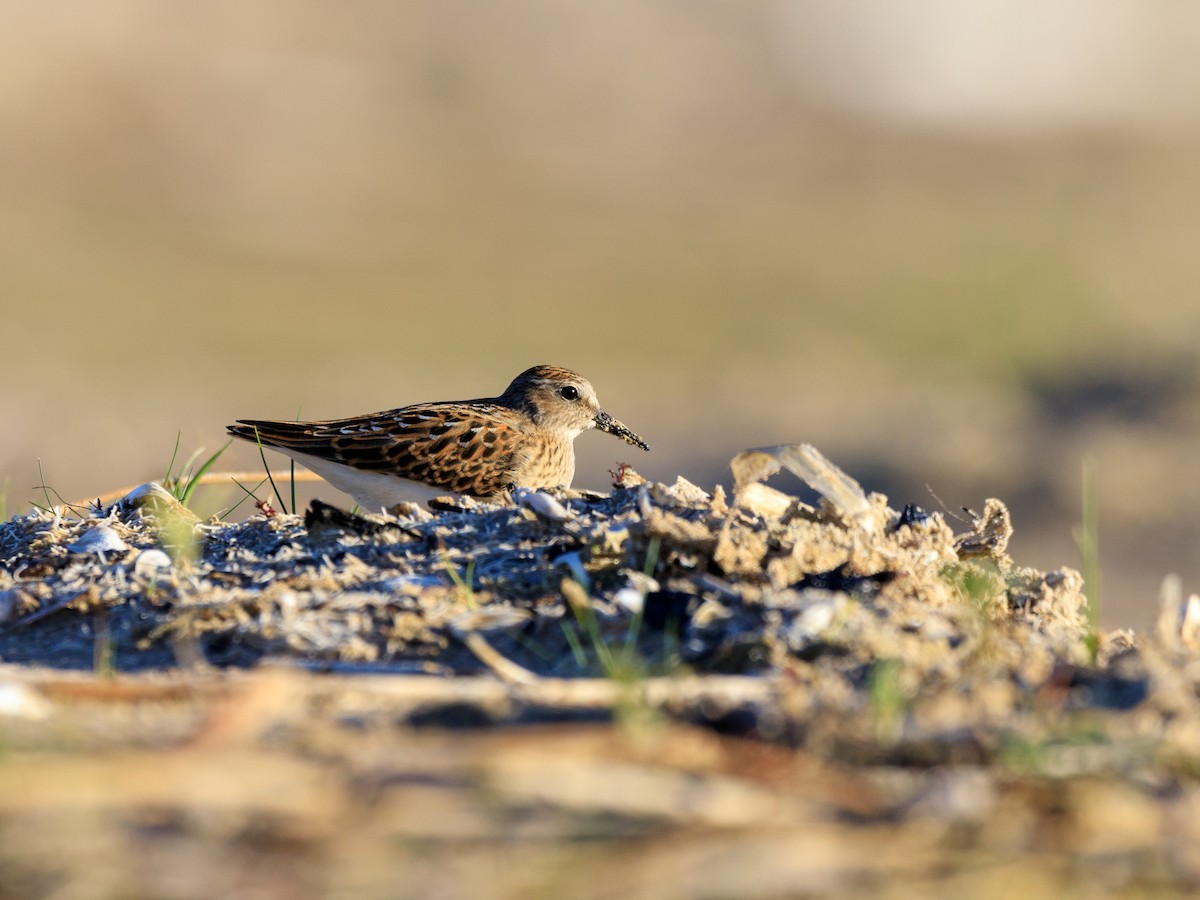 Least Sandpiper - ML474229941