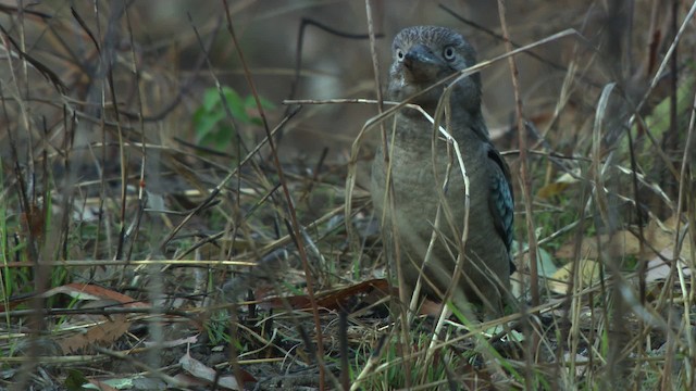 Cucaburra Aliazul - ML474230