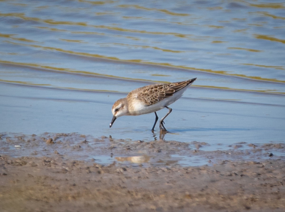 Semipalmated Sandpiper - ML474230201