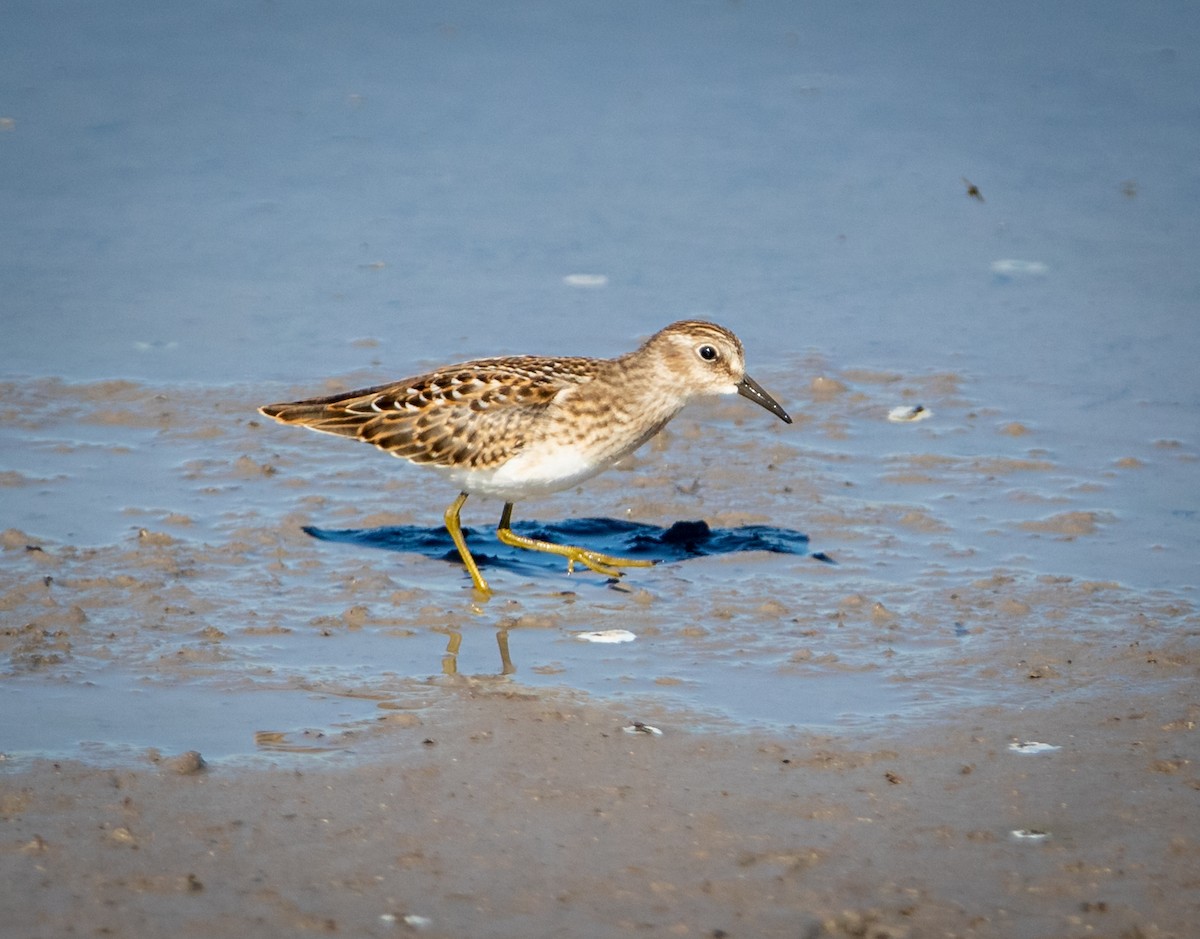 Least Sandpiper - bj worth