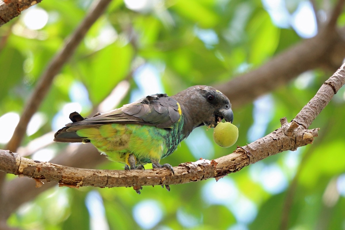 Meyer's Parrot - ML47423081