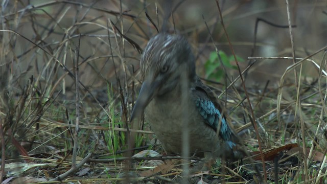 Martin-chasseur à ailes bleues - ML474231