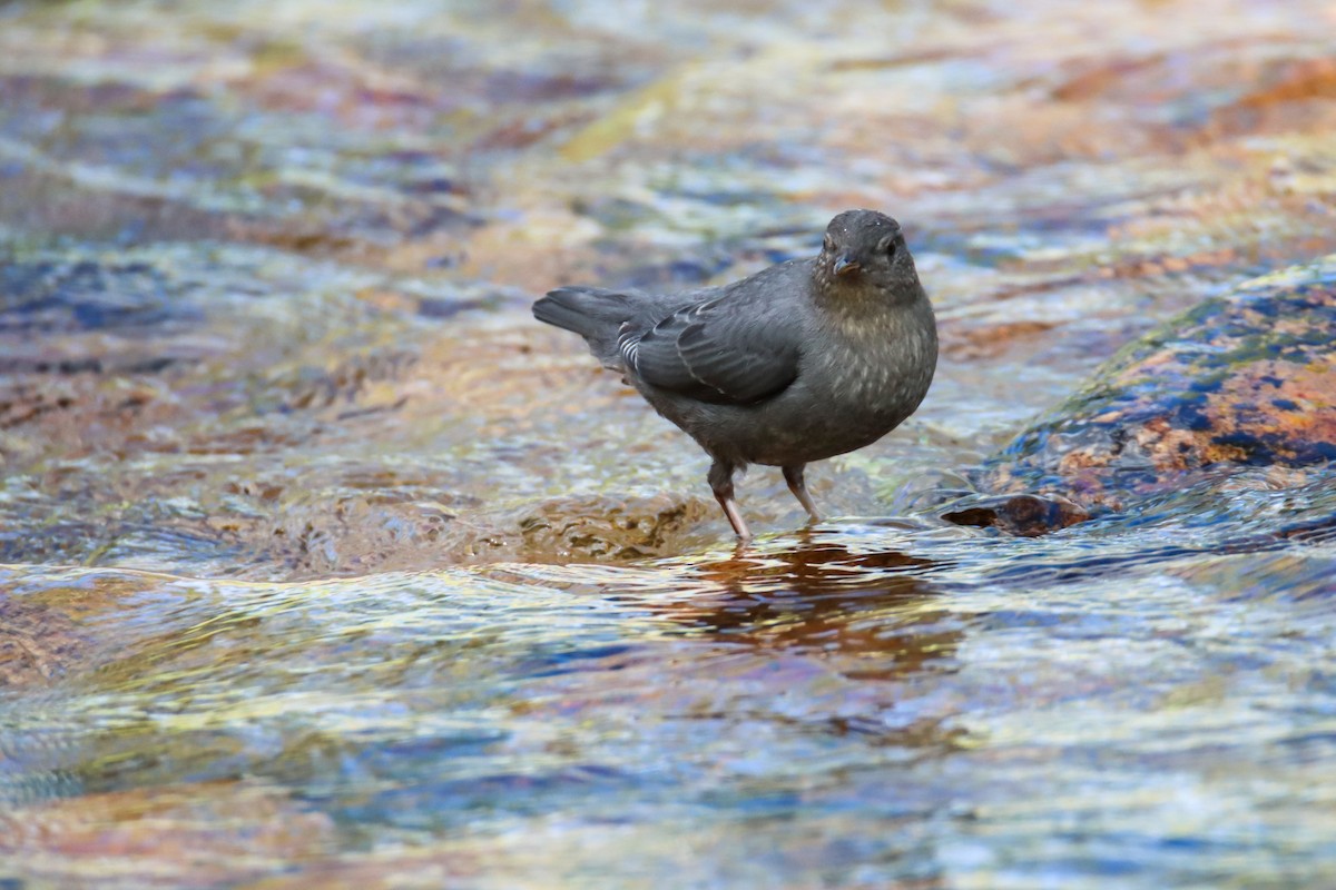 American Dipper - ML474231211