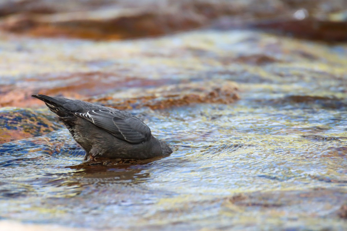 American Dipper - ML474231221