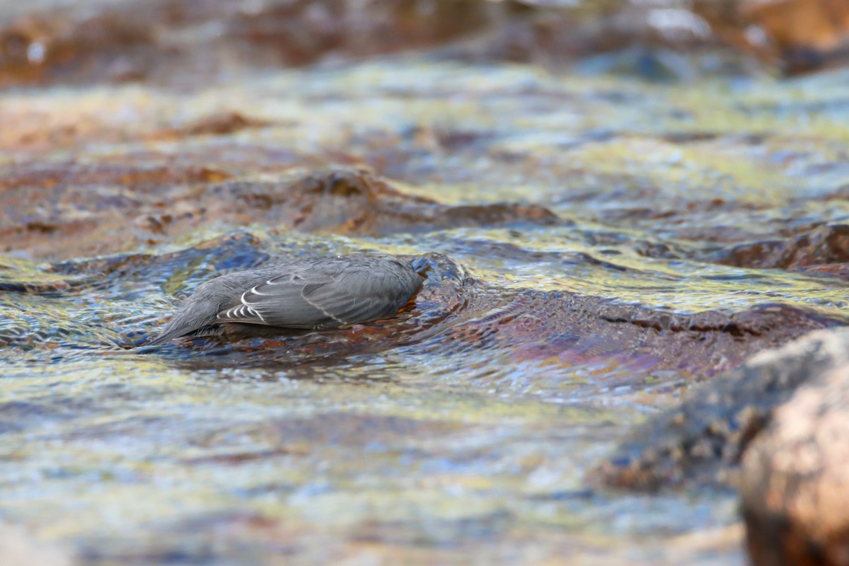 American Dipper - ML474231231