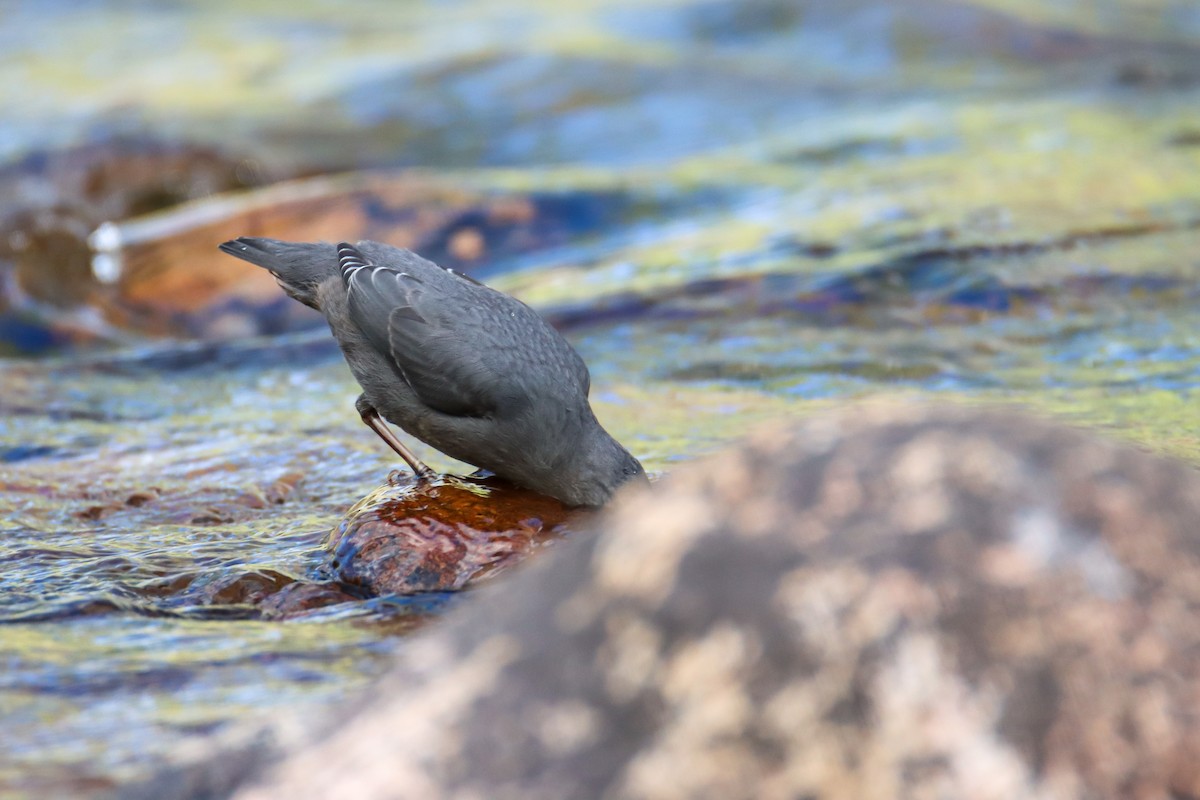 American Dipper - ML474231241