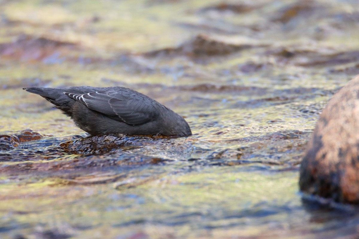 American Dipper - ML474231271