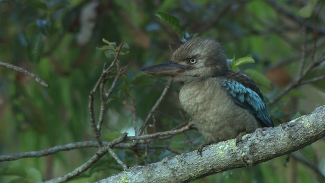 Blue-winged Kookaburra - ML474232