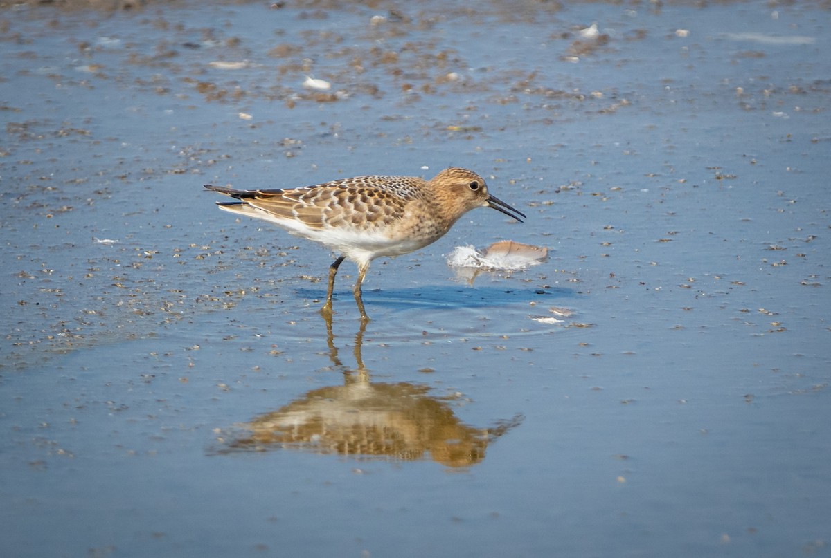 Baird's Sandpiper - ML474232261