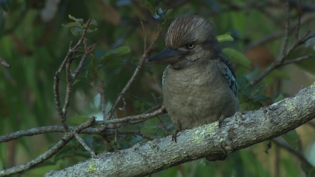 Blue-winged Kookaburra - ML474233