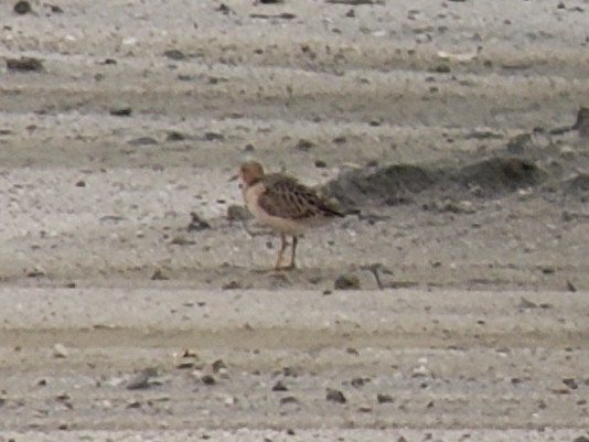 Buff-breasted Sandpiper - ML474233361