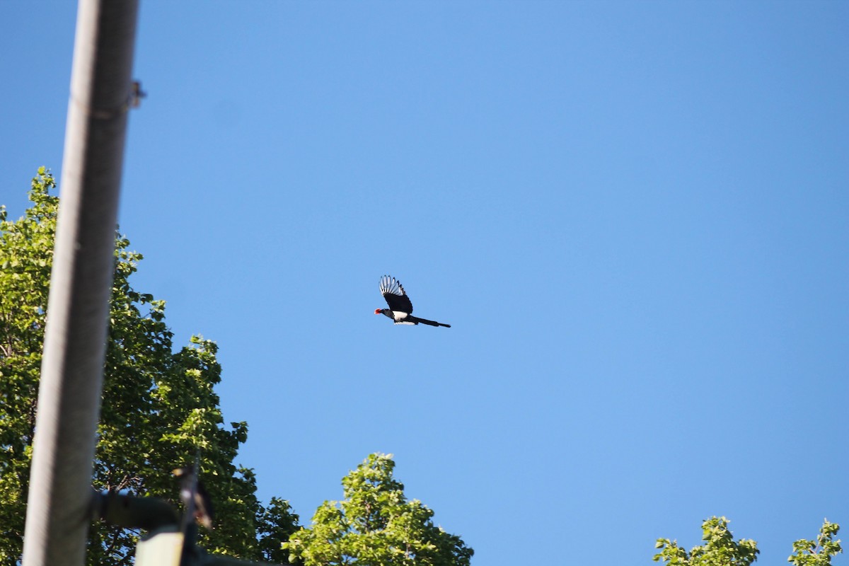 Black-billed Magpie - ML474234551