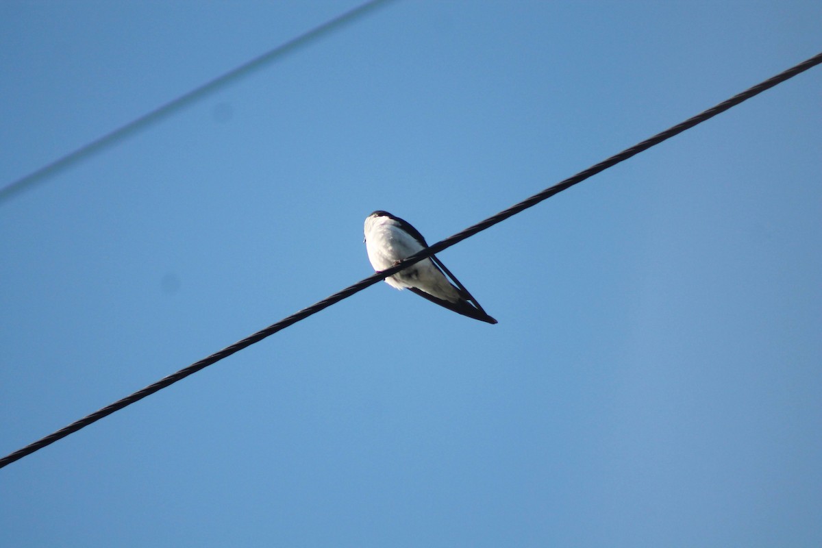 Hirondelle à face blanche - ML474234661