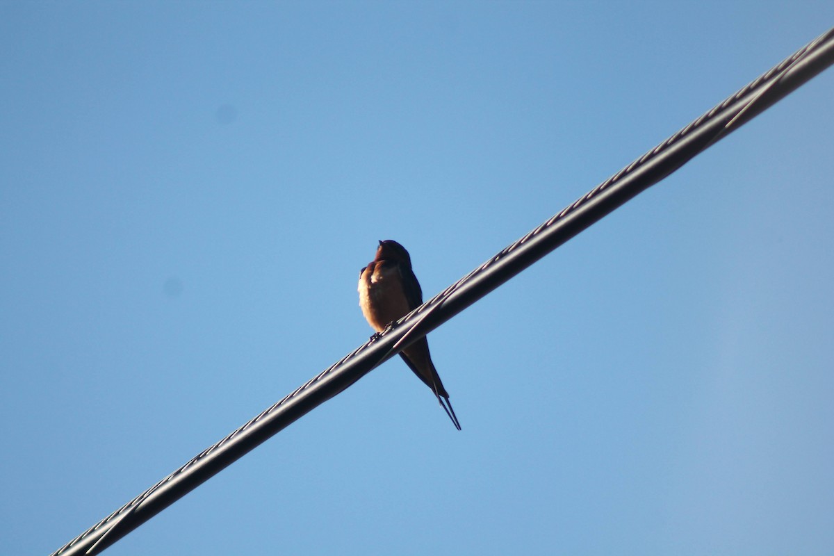 Barn Swallow - ML474234681