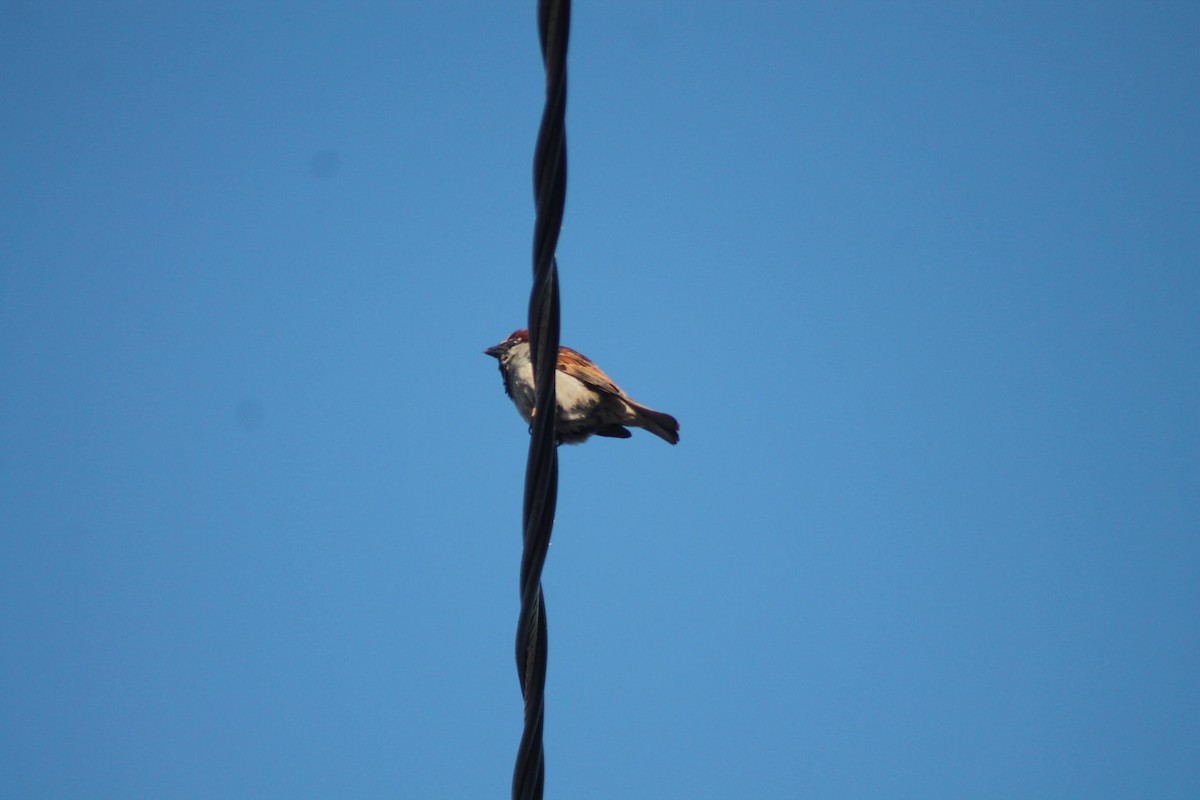 House Sparrow - ML474234741