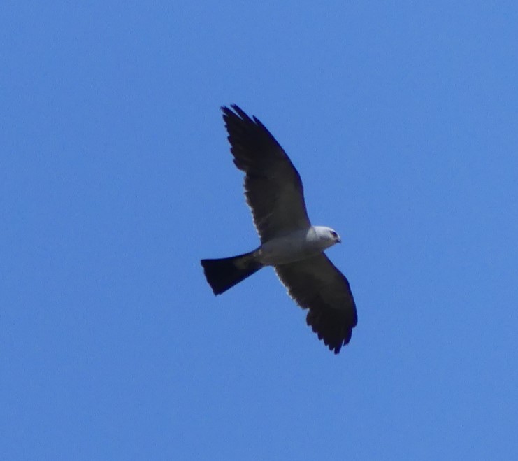 Mississippi Kite - ML474235331