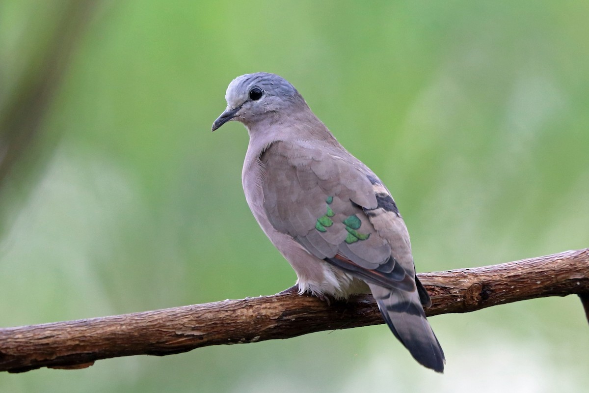 Emerald-spotted Wood-Dove - ML47423621